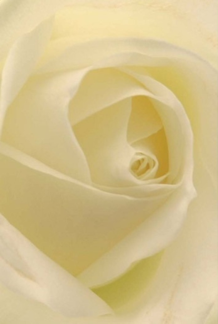 Captured in close detail, this pristine white rose-sourced and hand-arranged in Watford-draws the viewer into its world of refined tranquility and layered textures. The spiral centre suggests purity and quiet resilience, while each petal's gradation from soft cream to bright white glows as though lit from within. Subtle, diffused shadows brush between the folds, building a sense of depth and sophistication as gentle as a sunny afternoon by the Grand Union Canal. For the local florist, this image reflects both nature's artistry and the skillful precision found at Watford Flowers. It is perfectly suited for grand occasions-an elegant accent for weddings near Watford's urban heart, or a symbol of apology and renewal sent from WD17 to WD24. The near-perfection of the rose's core paired with the seamless blending of colours and gentle scent creates a presence both uplifting and serene. This bloom is not just a flower but an emblem of care and hope, shaped by the hands and hearts of the Watford community.